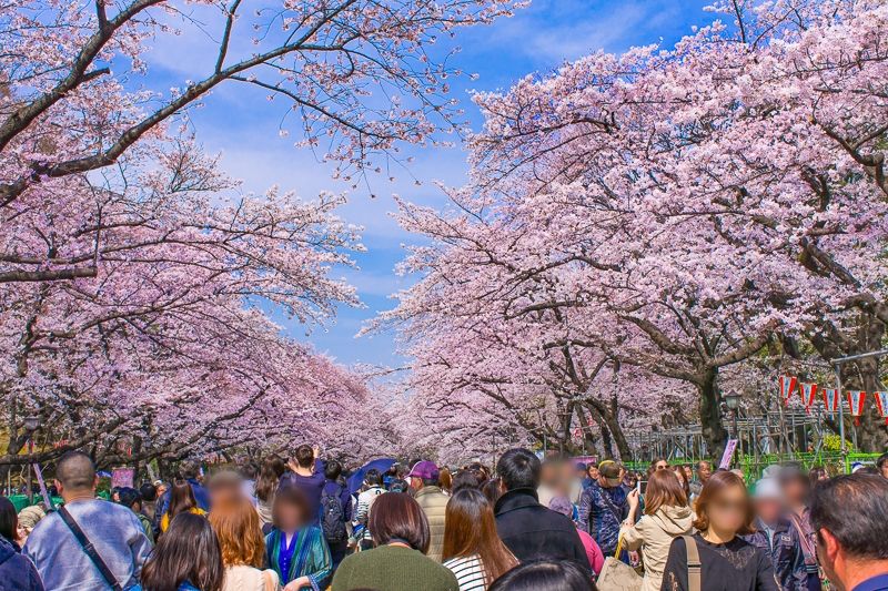 王屋镇赏樱花活动